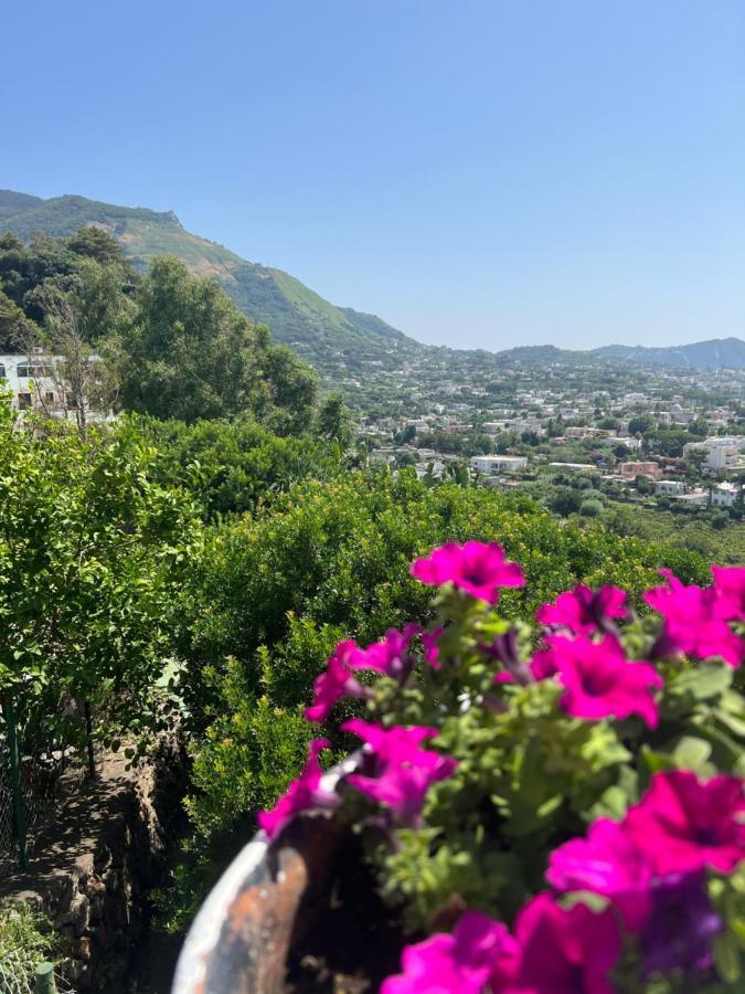 Forio di Ischia Blu Panorama Bed & Breakfast エクステリア 写真
